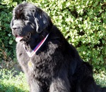 Jun.Champ.�R a SLO Olivie Newton John od Trojsk� sk�ly